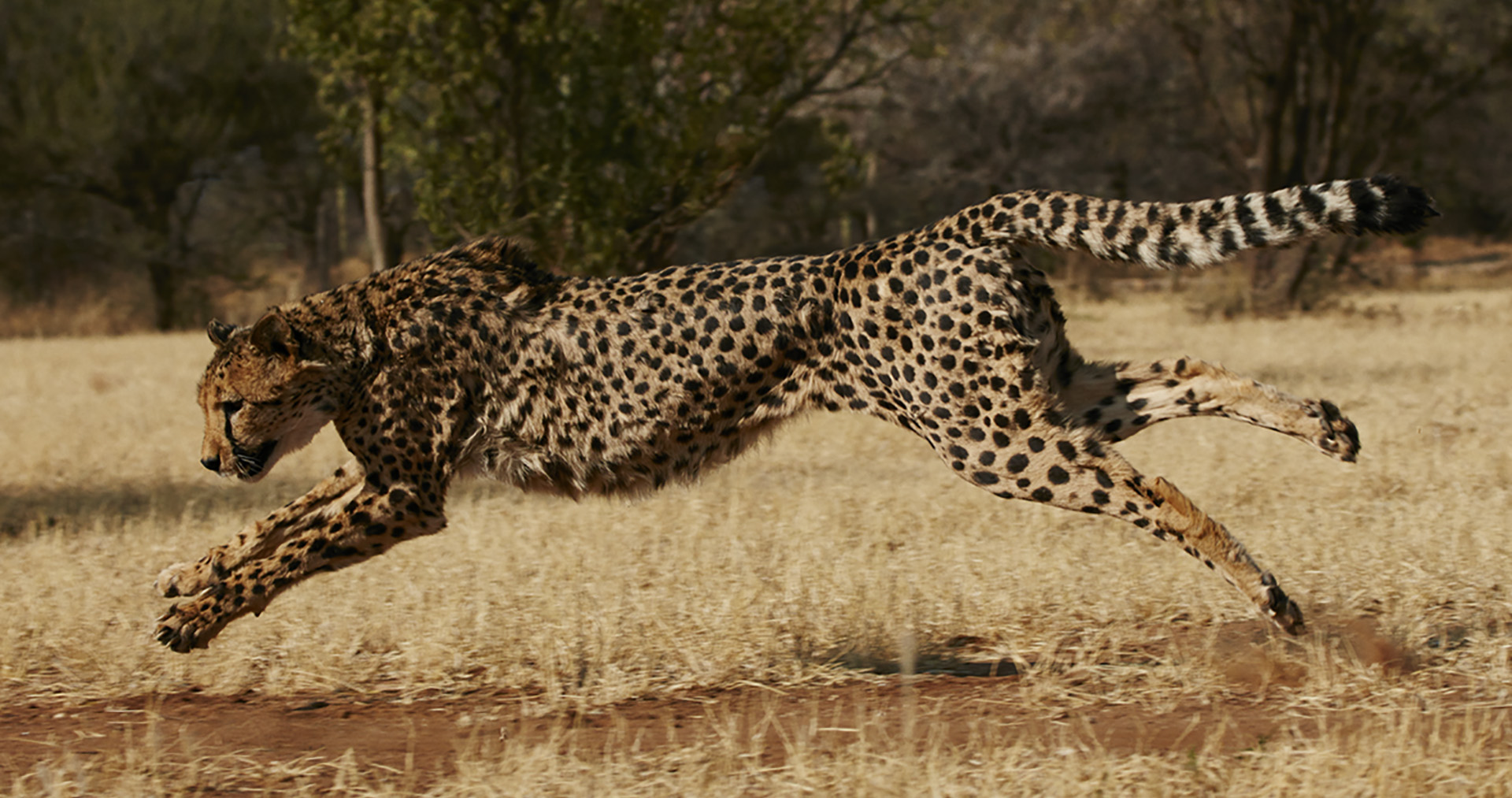 Cheetah Conservation Fund Banner